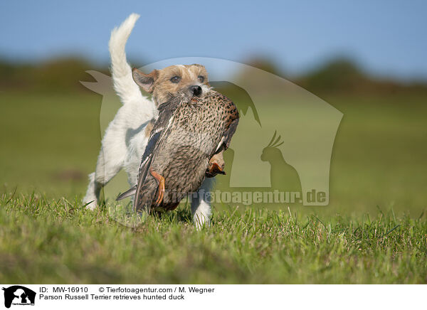Parson Russell Terrier retrieves hunted duck / MW-16910