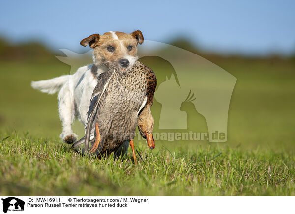 Parson Russell Terrier retrieves hunted duck / MW-16911