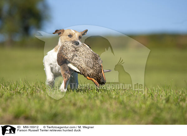 Parson Russell Terrier retrieves hunted duck / MW-16912