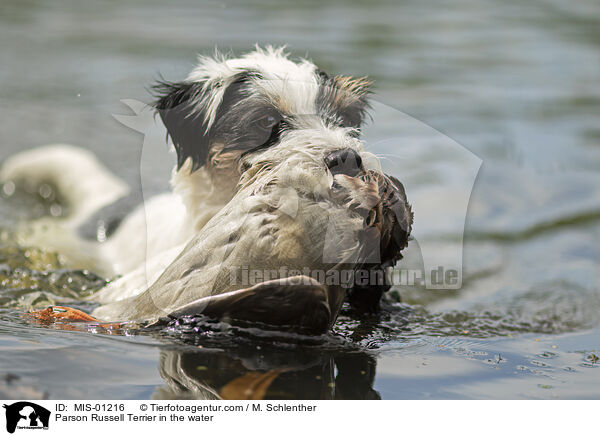 Parson Russell Terrier in the water / MIS-01216
