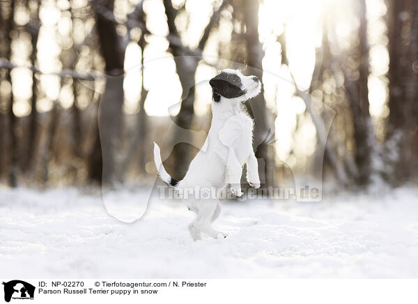 Parson Russell Terrier puppy in snow / NP-02270