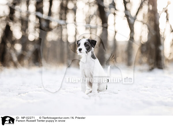 Parson Russell Terrier Welpe im Schnee / Parson Russell Terrier puppy in snow / NP-02271