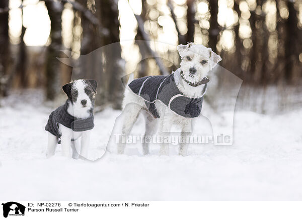 Parson Russell Terrier / NP-02276