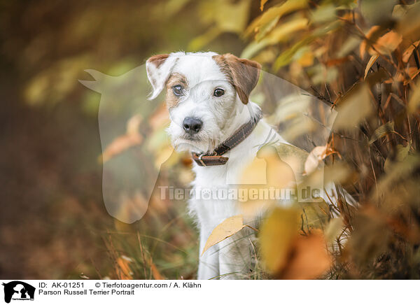 Parson Russell Terrier Portrait / AK-01251
