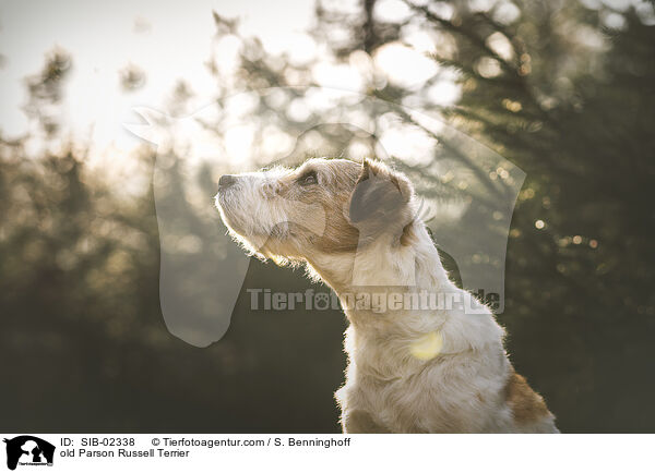 old Parson Russell Terrier / SIB-02338