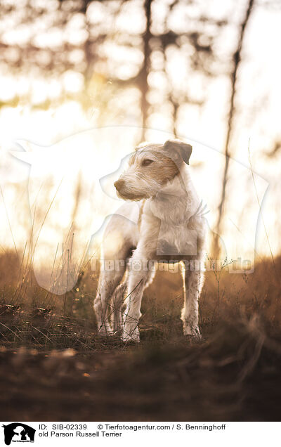 old Parson Russell Terrier / SIB-02339