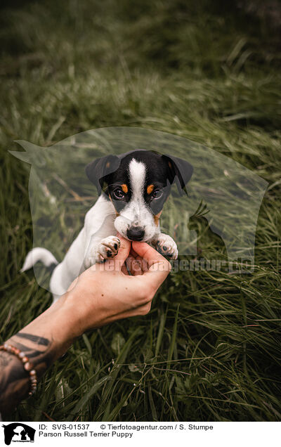 Parson Russell Terrier Welpe / Parson Russell Terrier Puppy / SVS-01537