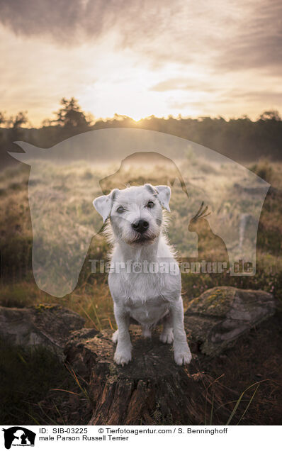 Parson Russell Terrier Rde / male Parson Russell Terrier / SIB-03225