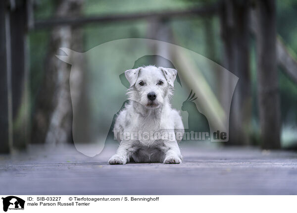 Parson Russell Terrier Rde / male Parson Russell Terrier / SIB-03227