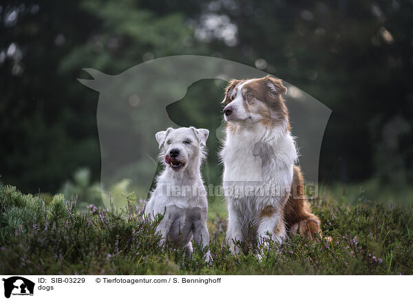 Hunde / dogs / SIB-03229