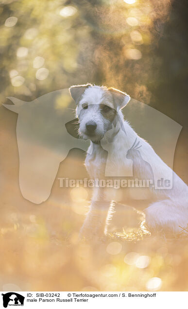 Parson Russell Terrier Rde / male Parson Russell Terrier / SIB-03242