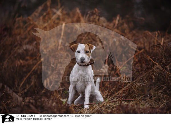 Parson Russell Terrier Rde / male Parson Russell Terrier / SIB-03251