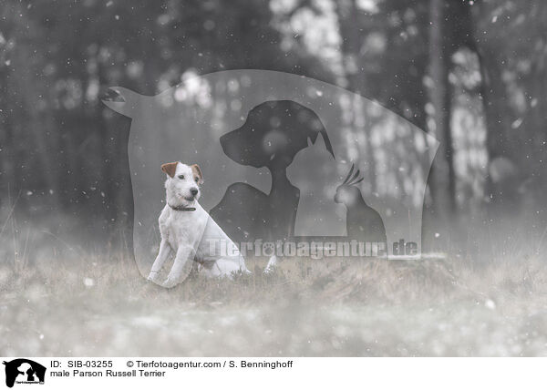 Parson Russell Terrier Rde / male Parson Russell Terrier / SIB-03255