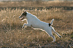 running Parson Russell Terrier