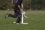 jumping Parson Russell Terrier