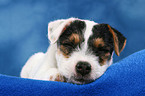 sleeping Parson Russell Terrier Puppy