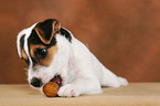 Parson Russell Terrier Puppy plays with nut