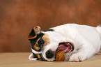 Parson Russell Terrier Puppy plays with nut