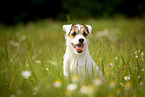 sitting Parson Russell Terrier