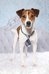 standing Parson Russell Terrier