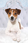 lying Parson Russell Terrier