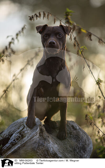sitting Patterdale Terrier / MW-08263