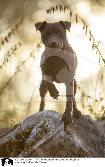 standing Patterdale Terrier / MW-08264