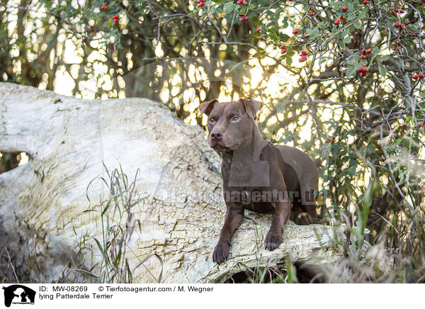 lying Patterdale Terrier / MW-08269