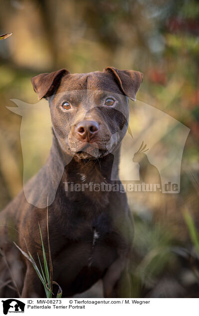 Patterdale Terrier Portrait / MW-08273