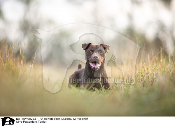 lying Patterdale Terrier / MW-08282