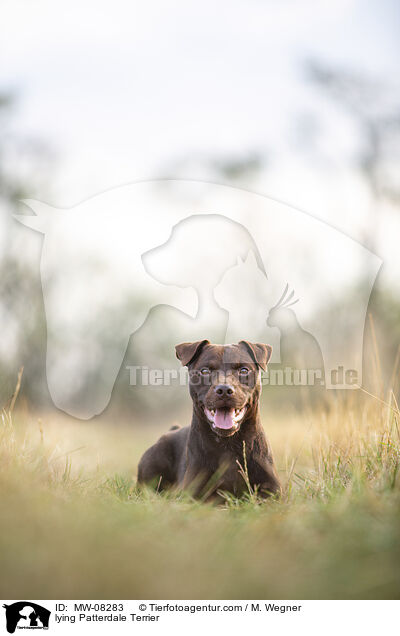 lying Patterdale Terrier / MW-08283