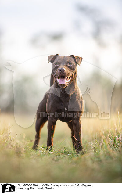 standing Patterdale Terrier / MW-08284
