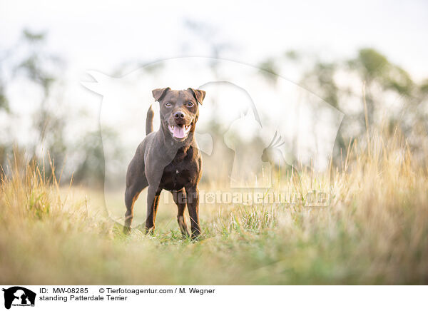 standing Patterdale Terrier / MW-08285