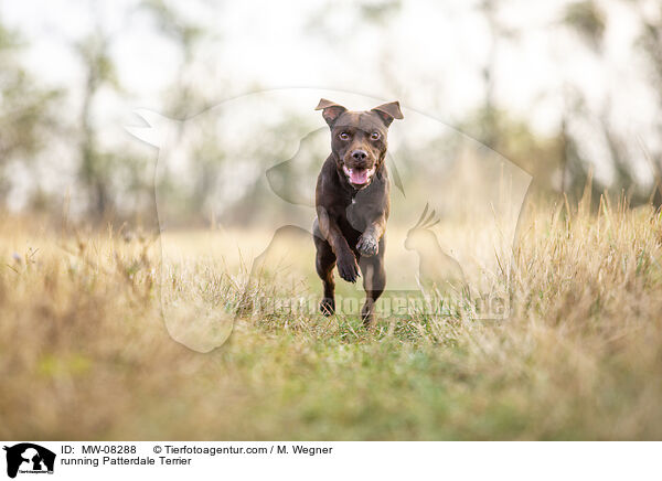 running Patterdale Terrier / MW-08288
