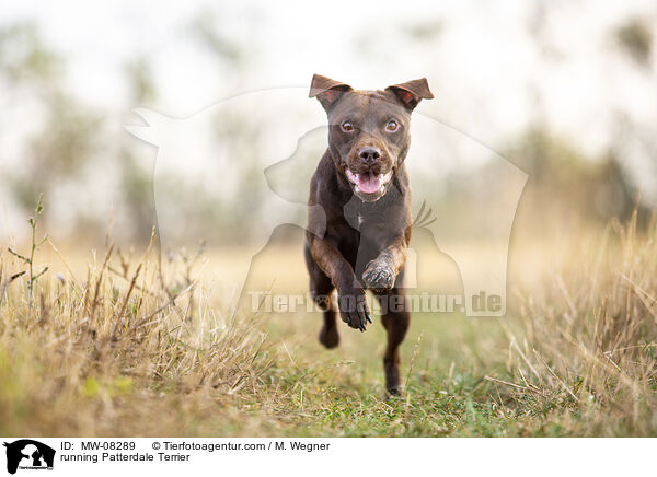 running Patterdale Terrier / MW-08289