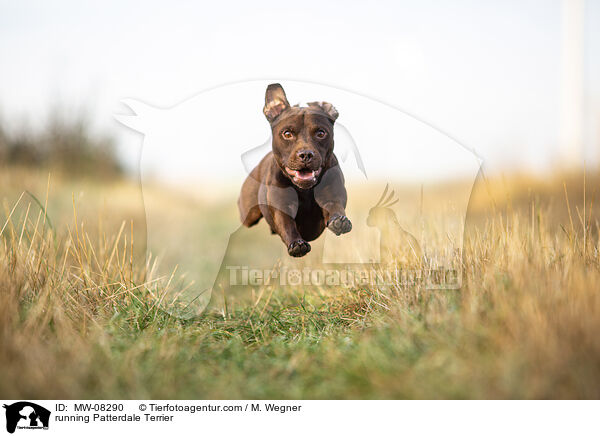 running Patterdale Terrier / MW-08290