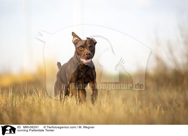 running Patterdale Terrier / MW-08291