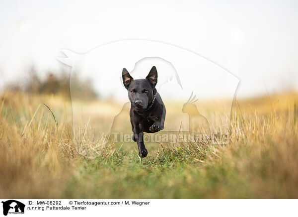 running Patterdale Terrier / MW-08292