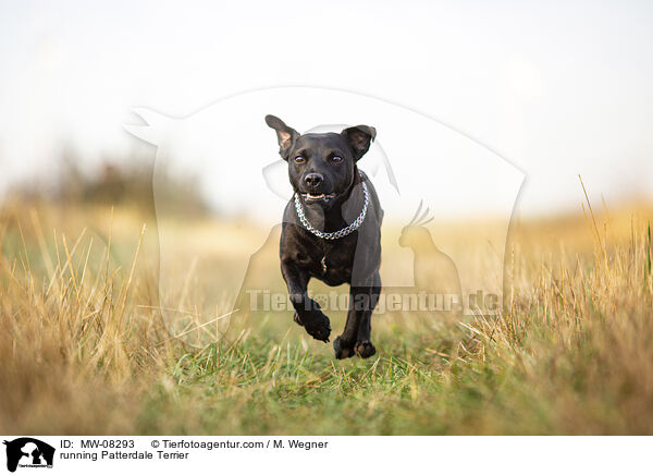 running Patterdale Terrier / MW-08293
