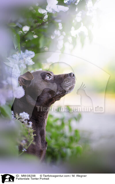 Patterdale Terrier Portrait / MW-08298