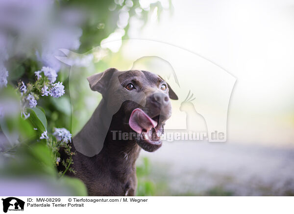 Patterdale Terrier Portrait / MW-08299