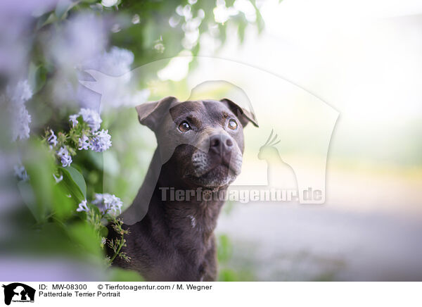 Patterdale Terrier Portrait / MW-08300