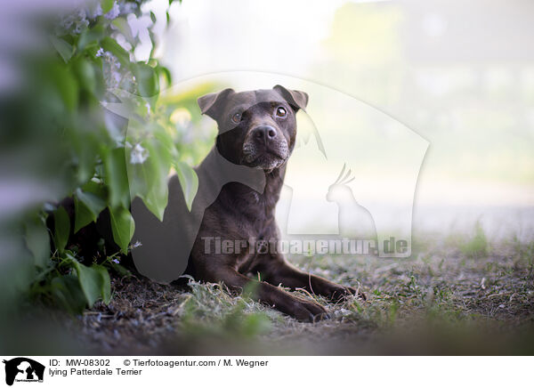 lying Patterdale Terrier / MW-08302