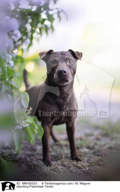 standing Patterdale Terrier / MW-08303
