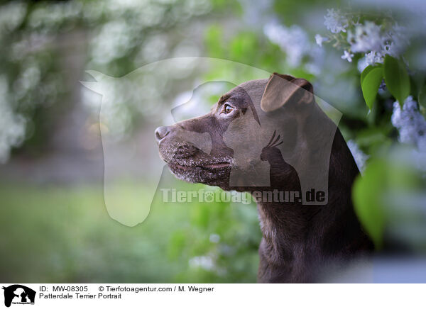 Patterdale Terrier Portrait / MW-08305