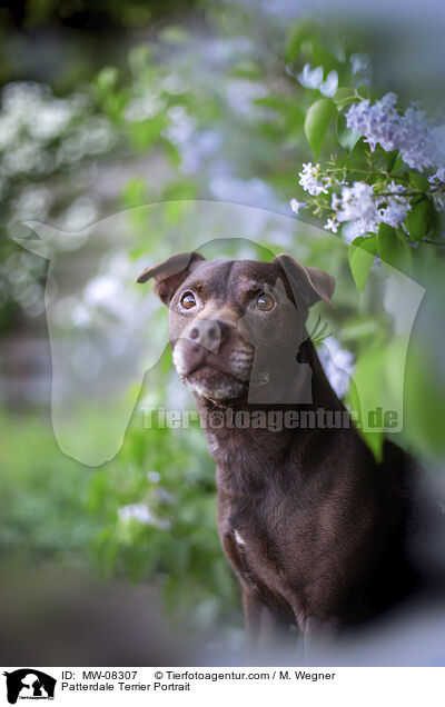 Patterdale Terrier Portrait / MW-08307