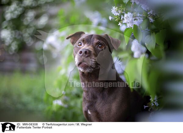 Patterdale Terrier Portrait / MW-08308