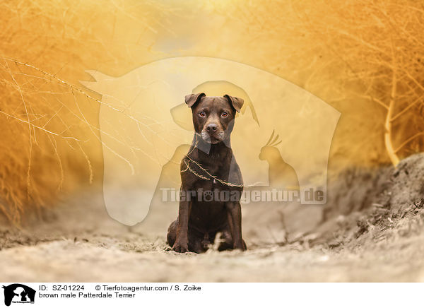 brown male Patterdale Terrier / SZ-01224