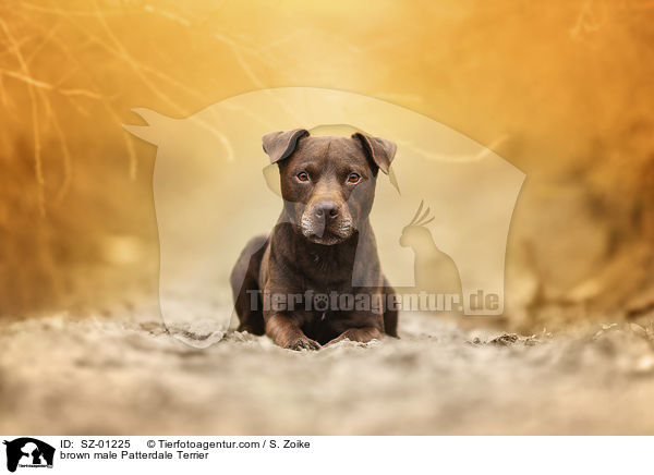 brown male Patterdale Terrier / SZ-01225