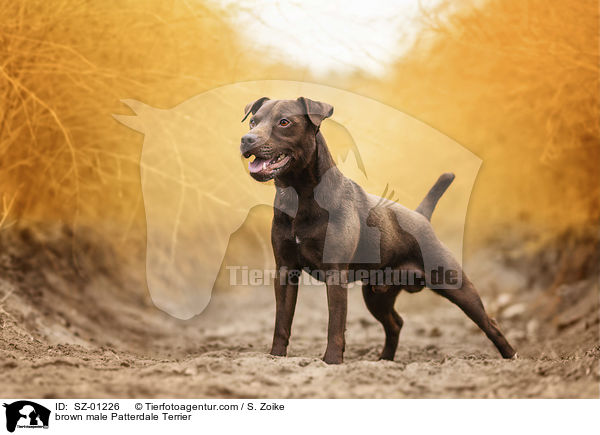 brown male Patterdale Terrier / SZ-01226